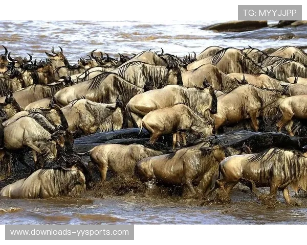 非洲跳水联合会肯尼亚新训练中心启用 助力非洲跳水事业腾飞